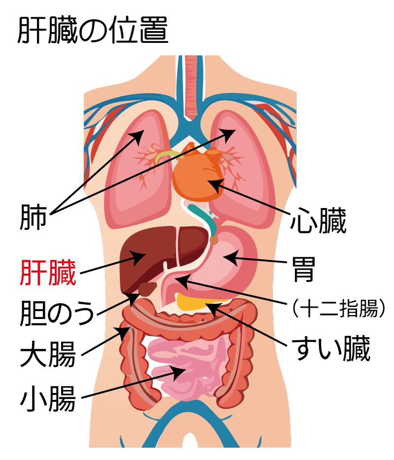 人体の臓器のイラスト。肝臓がどのあたりにあるかを示している。