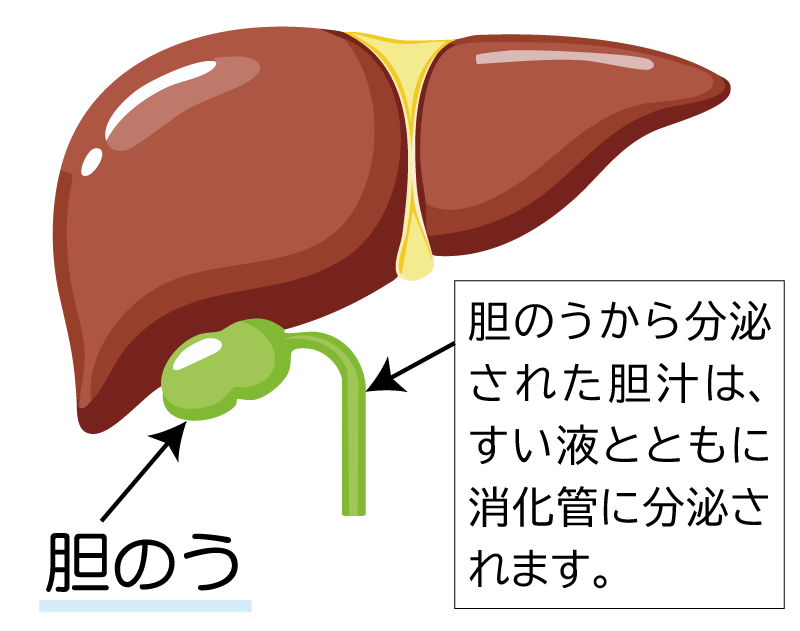 肝臓と胆のうのイラスト。胆のうの位置について示している。