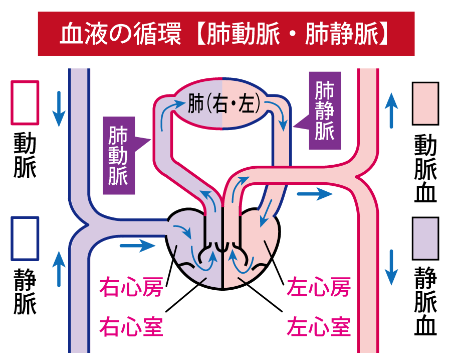 肺動脈と肺静脈について示したイラスト。肺動脈は静脈血、肺静脈は動脈血が流れていることを示している。