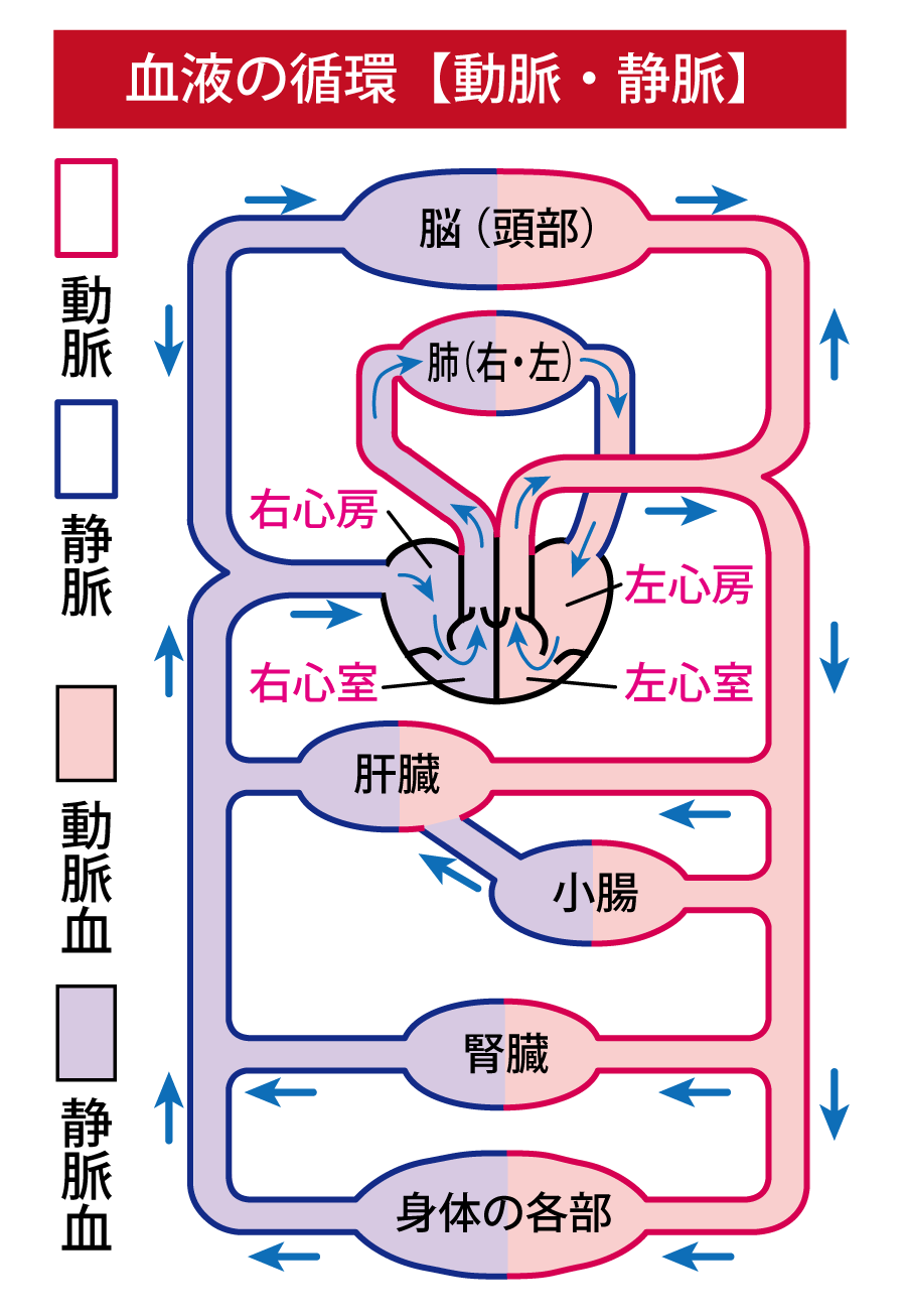血液の循環を示したイラスト。
動脈と静脈、動脈血と静脈血がどのようにめぐっているかを示している。