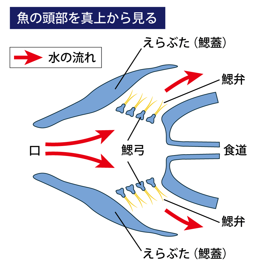 魚の頭部を真上から見たイラスト