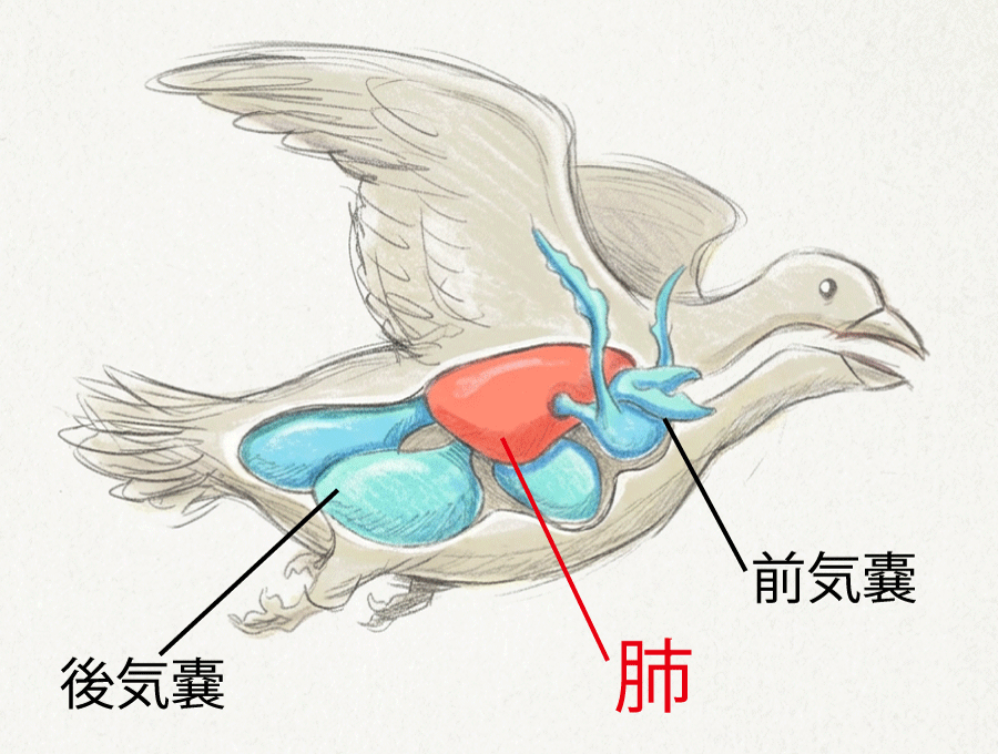 鳥の肺と気嚢（前気嚢・後気嚢）のイラスト
