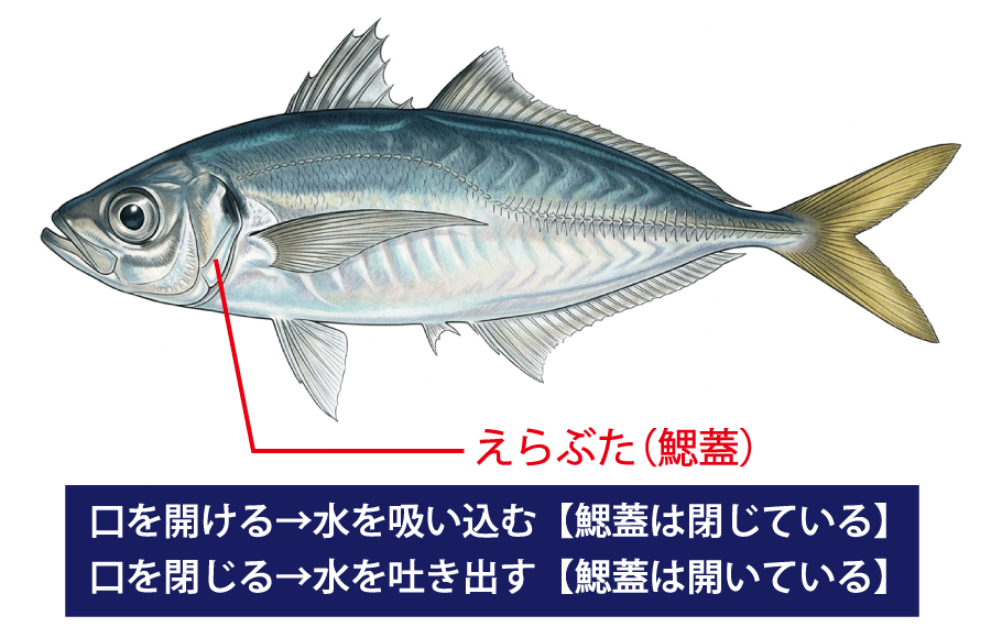 魚と鰓蓋のイラスト
